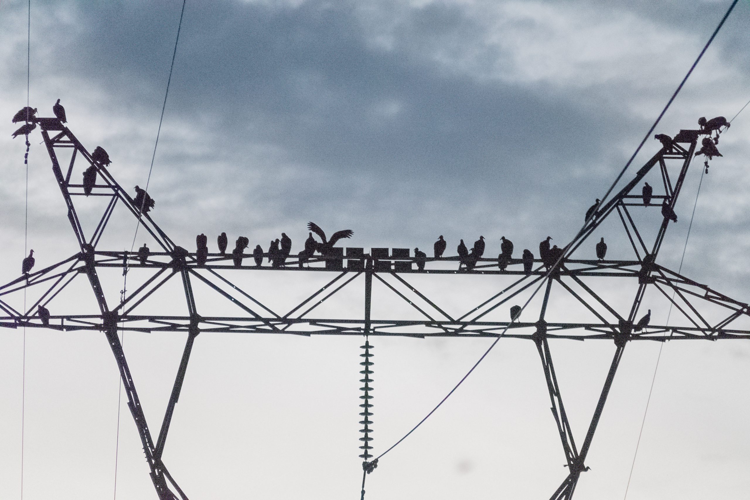 Coragyps atratus - Theristicus caudatus (6) (1) (1)