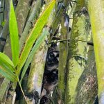 Monos nocturnos (Aotus)