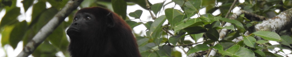 Ahullador_Mesa de trabajo 1